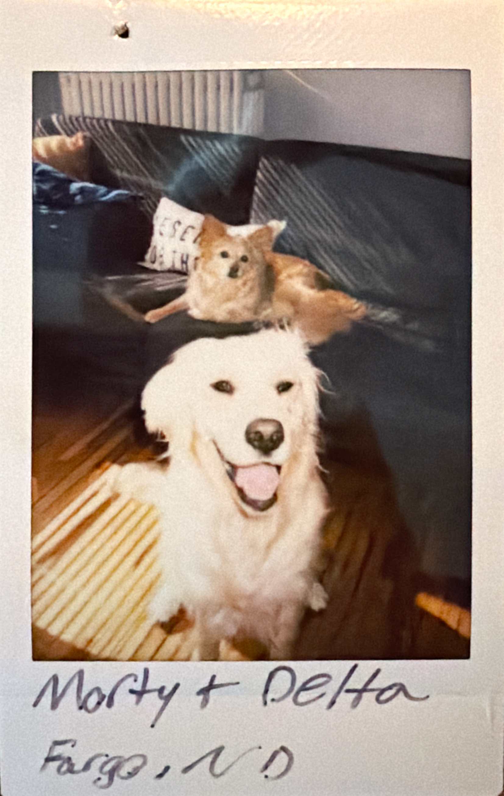 Dog guest at Barkside Bungalow