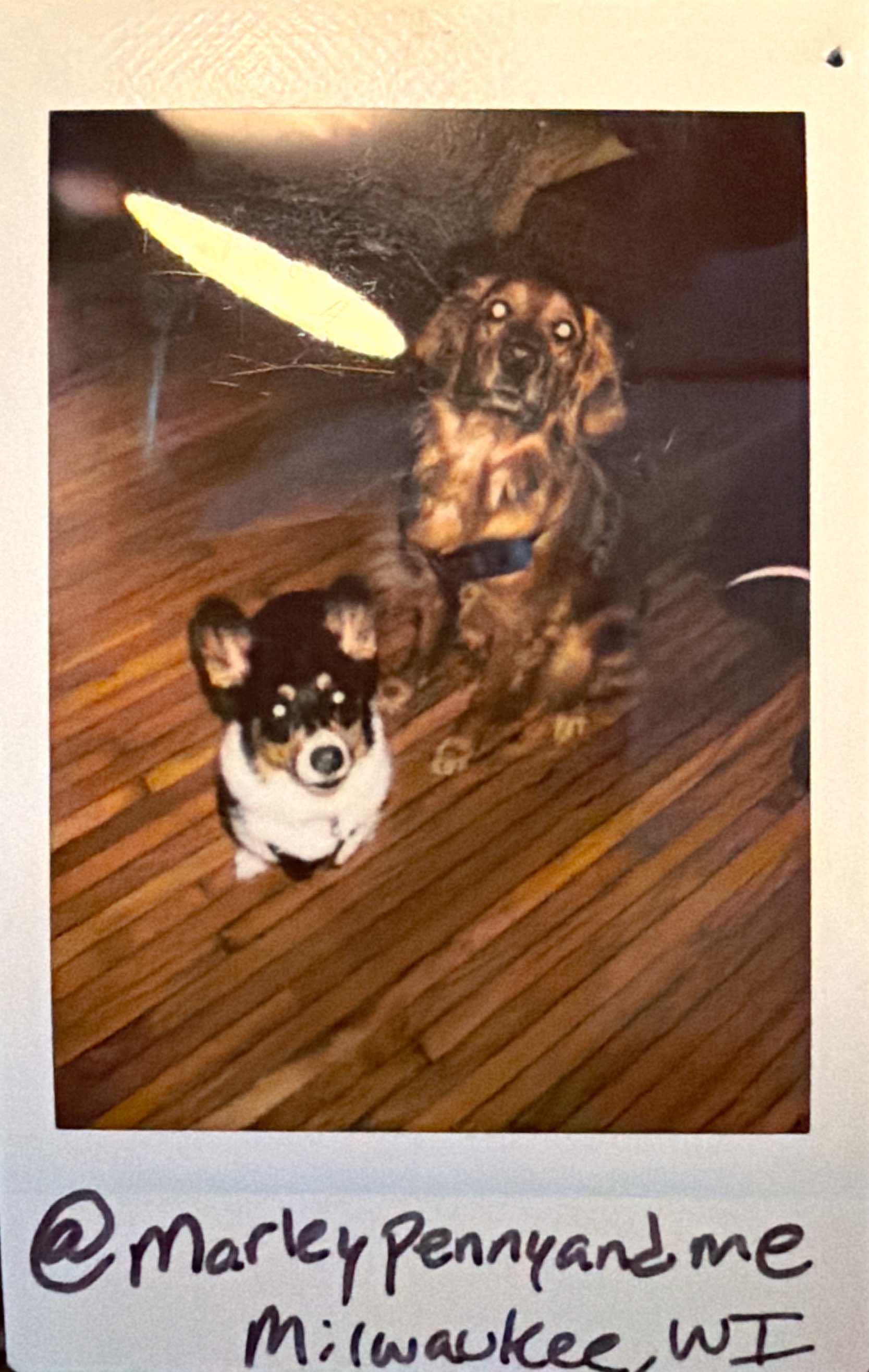 Dog guest at Barkside Bungalow