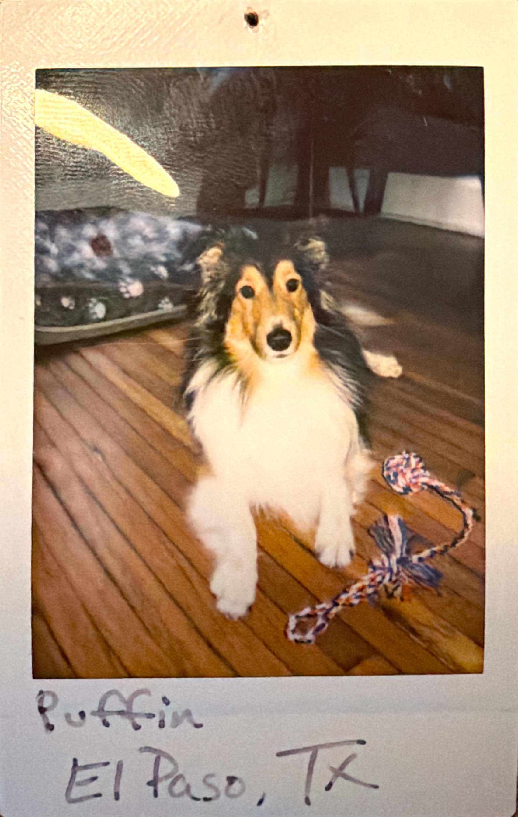 Dog guest at Barkside Bungalow