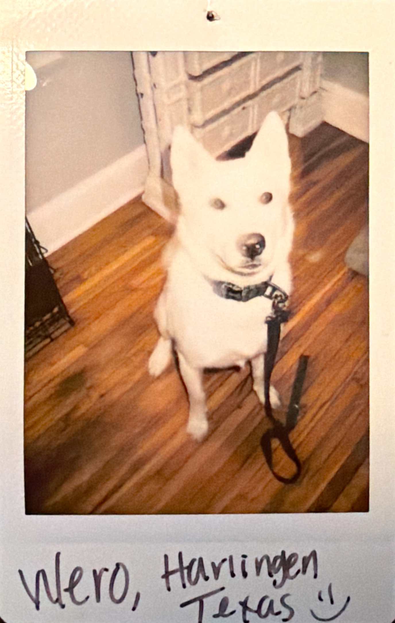 Dog guest at Barkside Bungalow