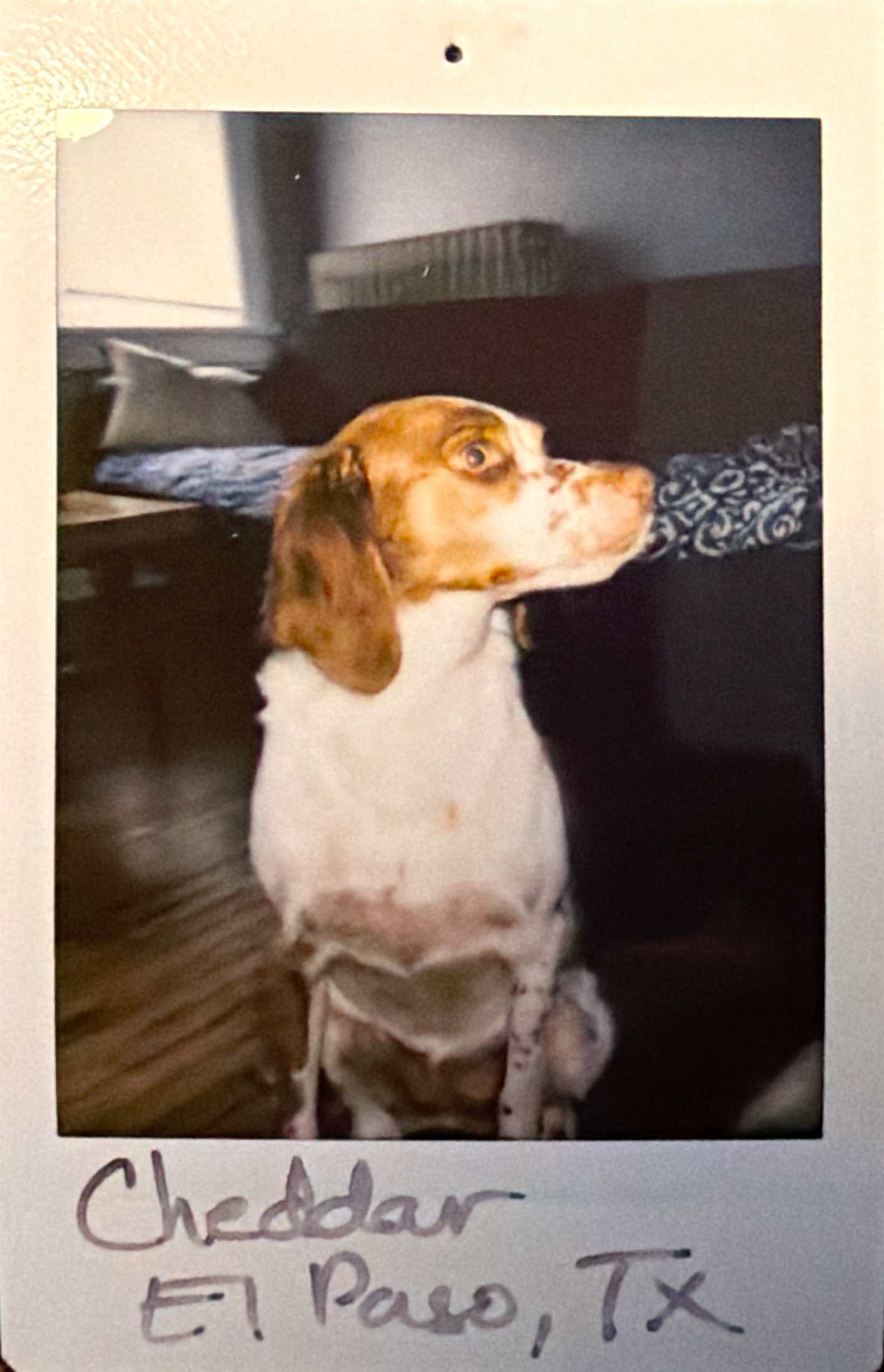 Dog guest at Barkside Bungalow